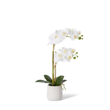 E Style Phalaenopsis Ribbed Pot White/Cream 30X15X50Cm