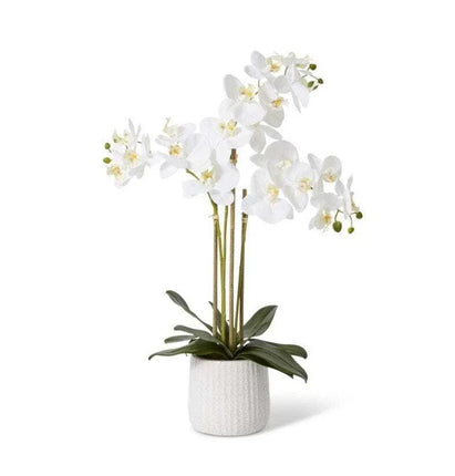 E Style Phalaenopsis Ribbed Pot White/Cream 45X30X60Cm