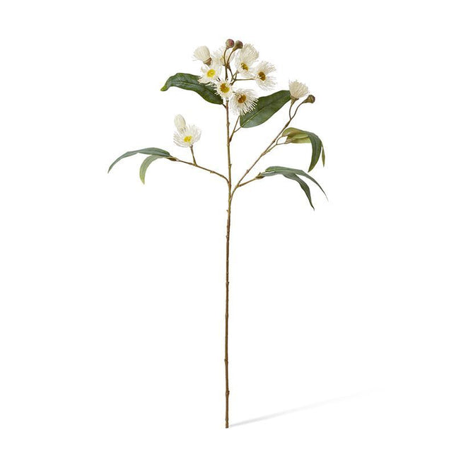 Eucalyptus Flowering Spray White 17X8X76CM