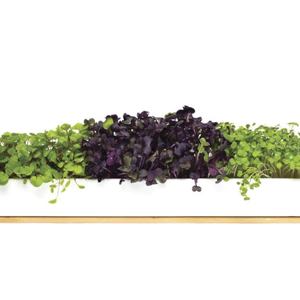 Urban Greens Micro Herbs Window Sill Box Grow Kit