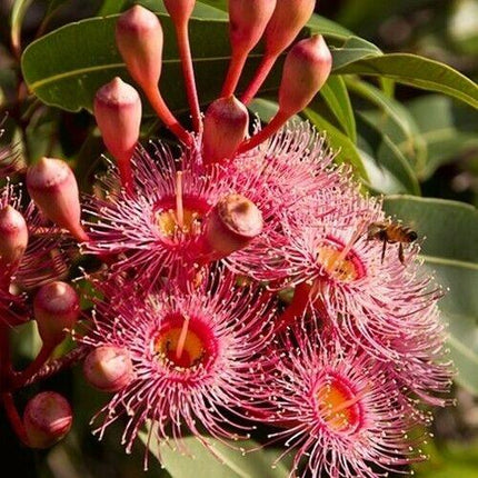Bosistos Eucalyptus Oil 500ml - OhYouLuckyDuck.com.au