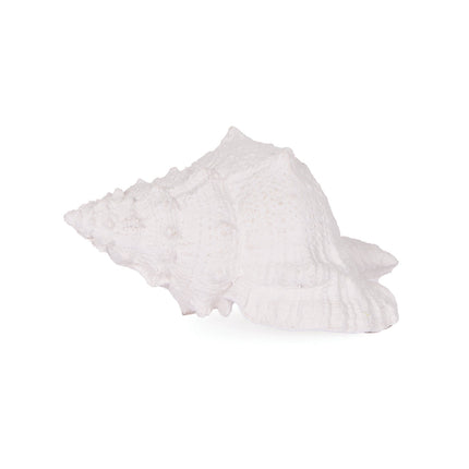 Holly and Ivy White Large Conch Shell Natural Seashell
