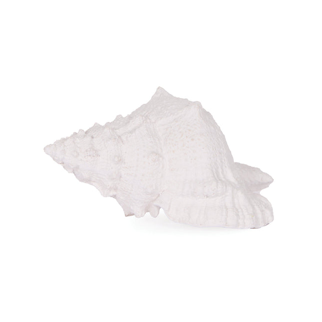 Holly and Ivy White Large Conch Shell Natural Seashell