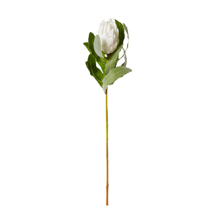 Protea Stem 18X18X71CM