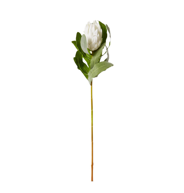 Protea Stem 18X18X71CM