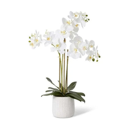 E Style Phalaenopsis Ribbed Pot White/Cream 45X30X60Cm